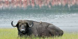 Lake Nakuru Buffalo