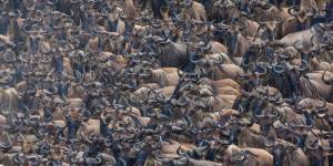Migration in the Mara
